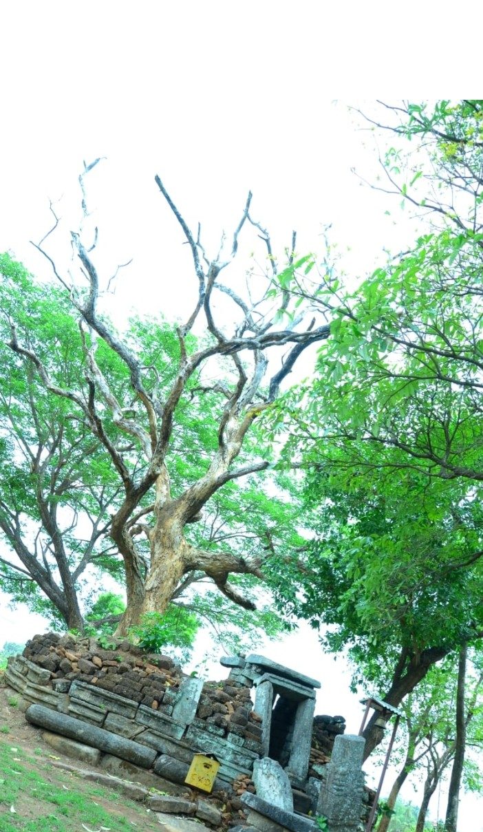 Panniyankara Bhagavathi Temple gallery 4